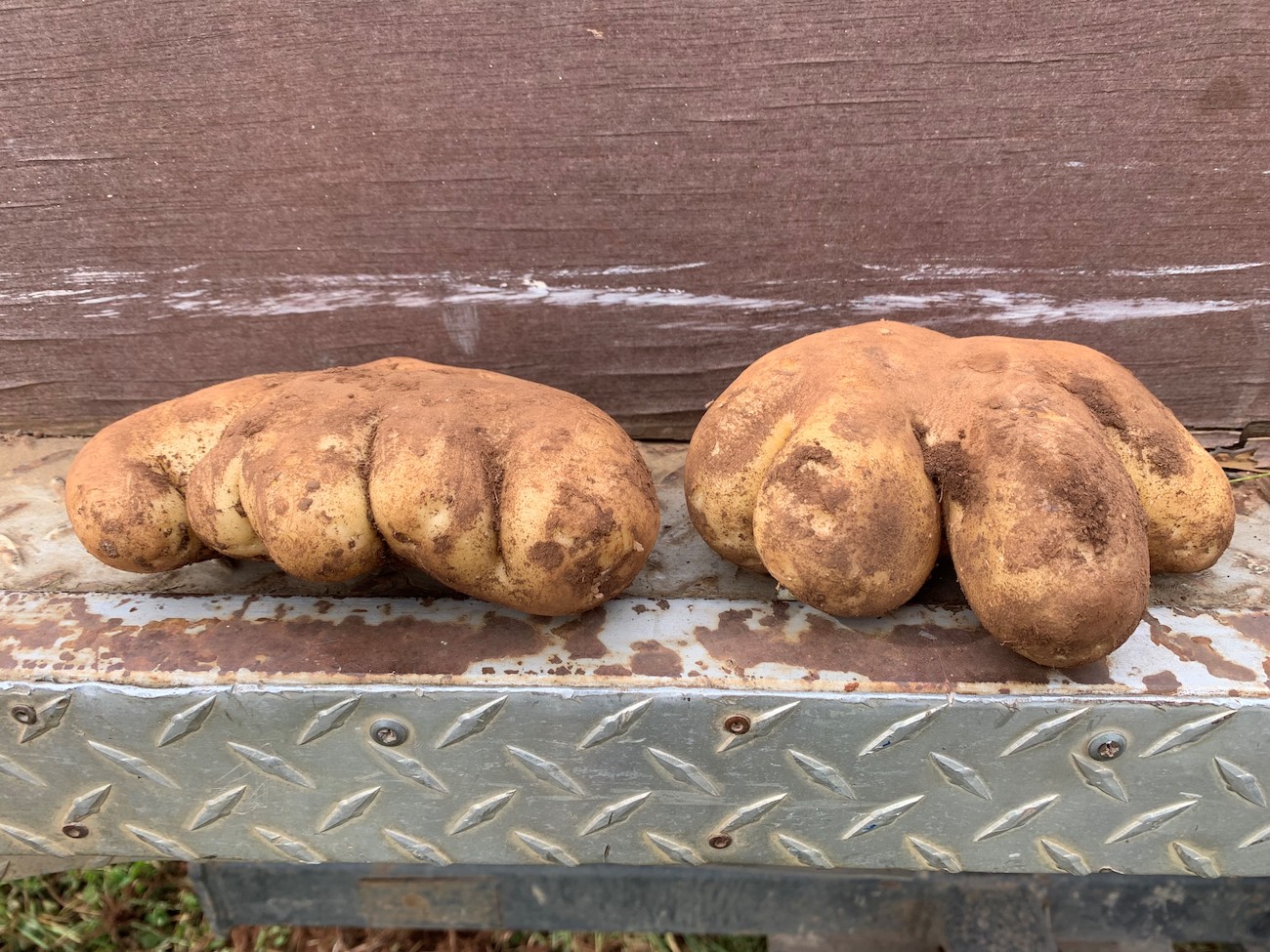 Pota-toes part of Trentham potato harvest