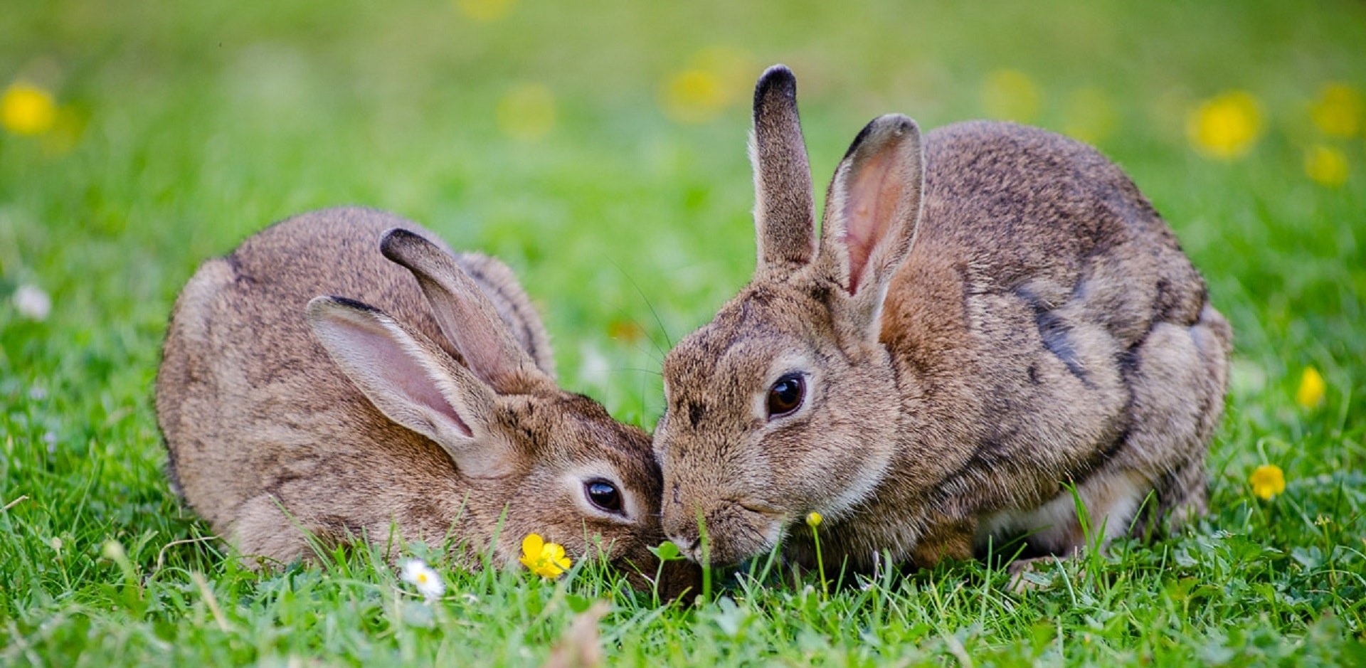 Fresh wave of myxomatosis               concern for domestic pets