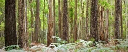 Better forestry for Victoria