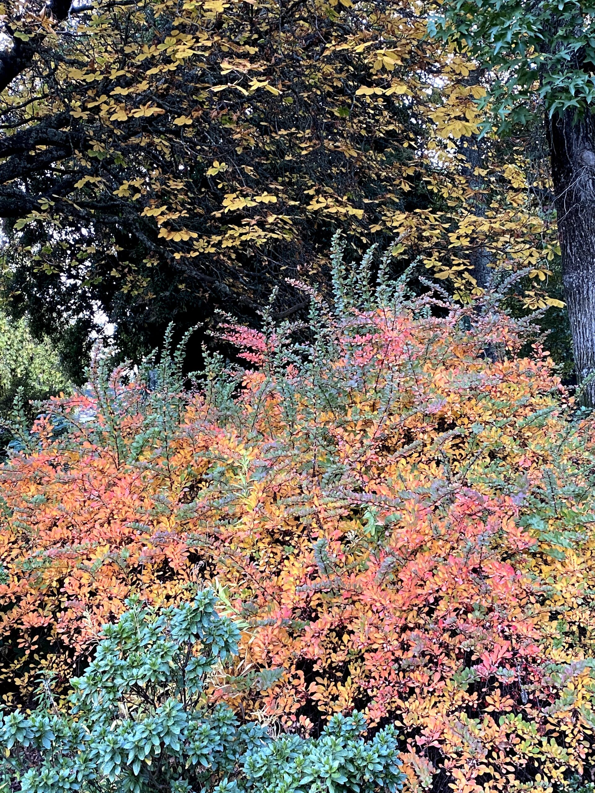 Heading into autumn –                                   Wombat Hill Botanic Gardens