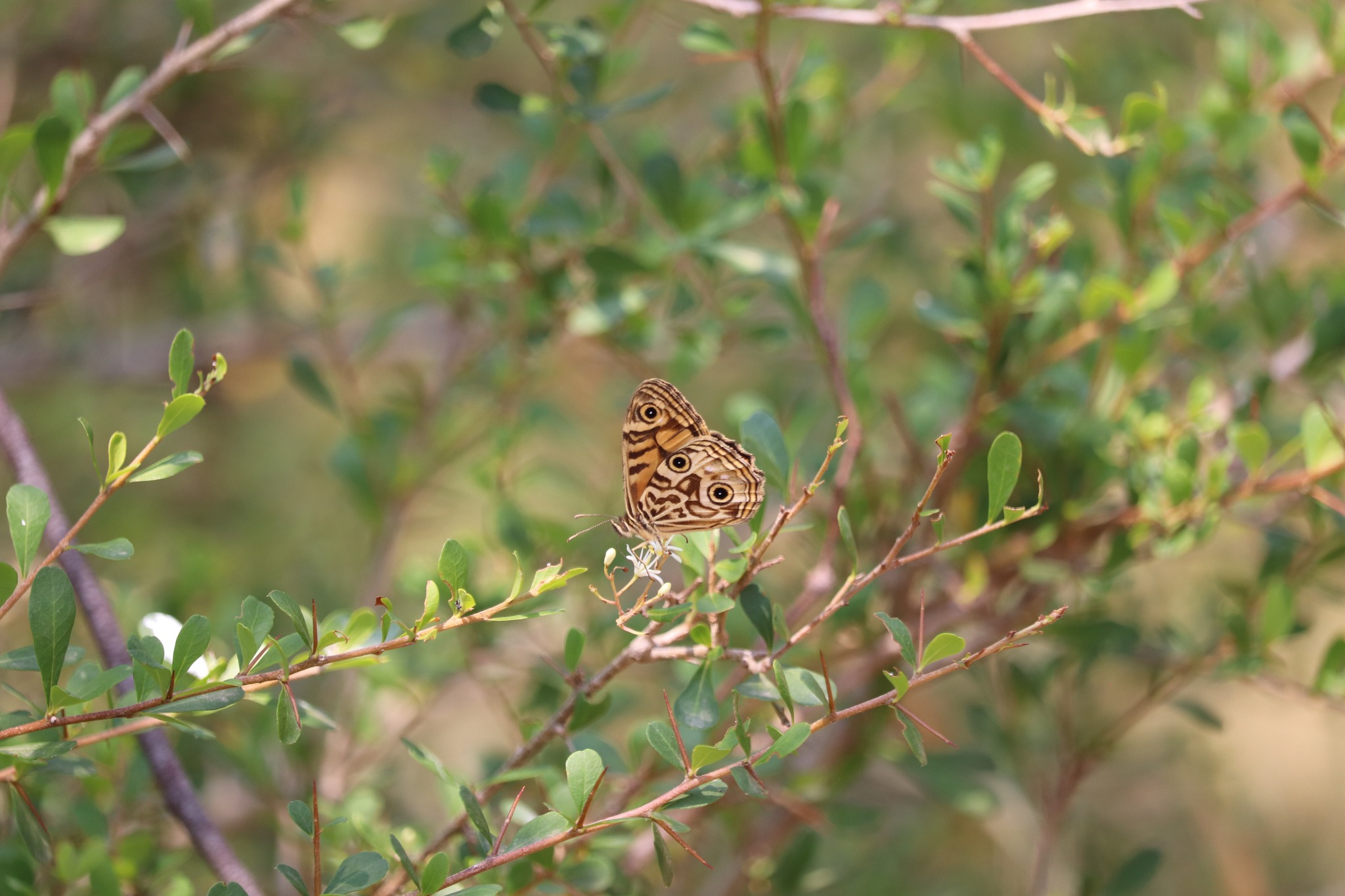 Native screening plants workshop - The Local